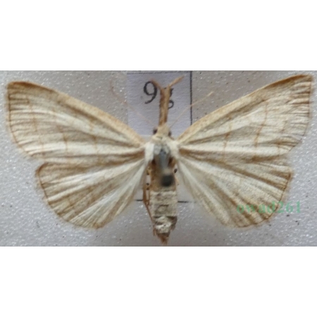Polypogon tentacularia (Linnaeus, 1758) Szczękalica kleszczanka Czech9g